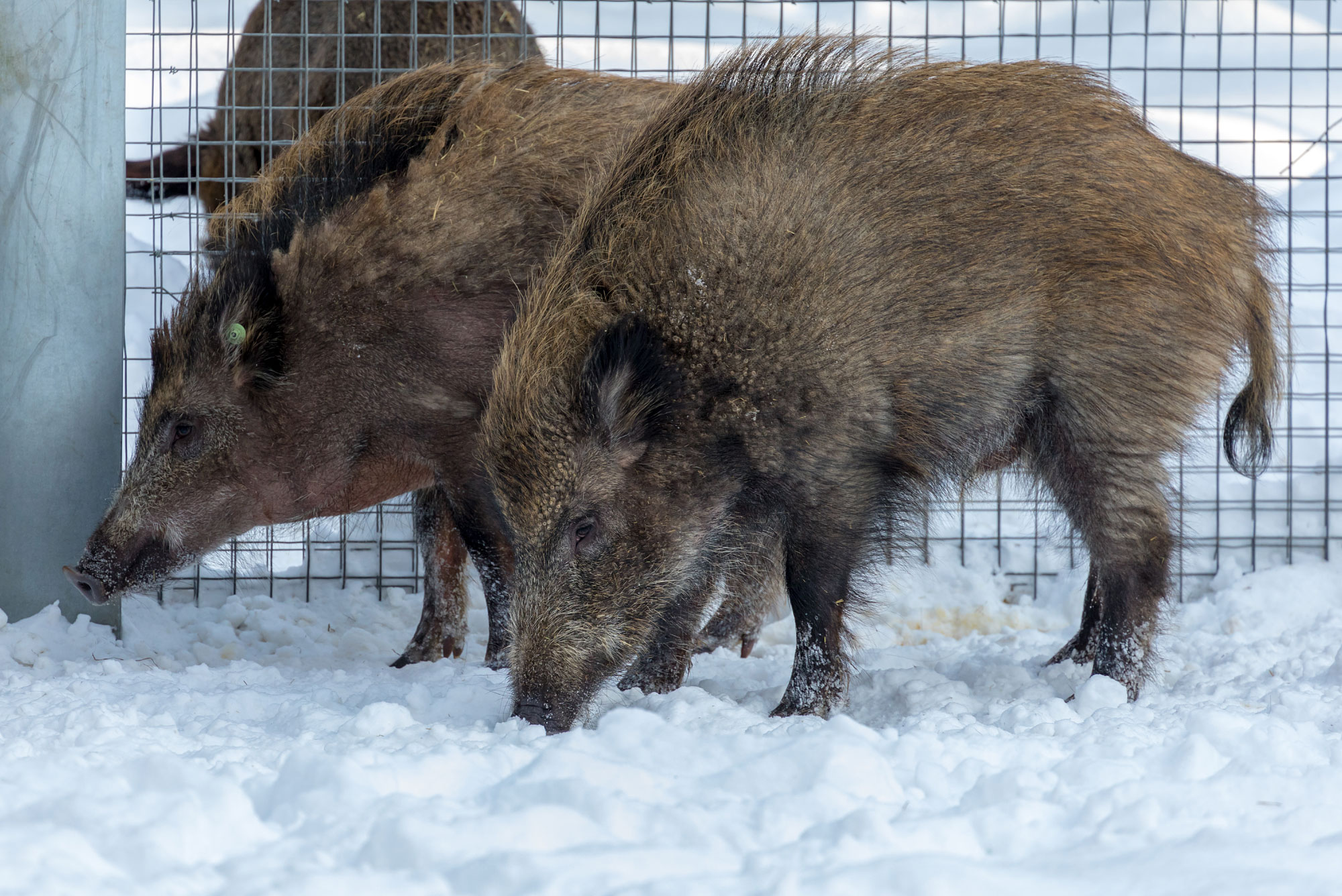 Ähtäri Zoo